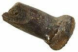 Fossil Dinosaur (Thescelosaurus) Rooted Tooth - Montana #338972-1